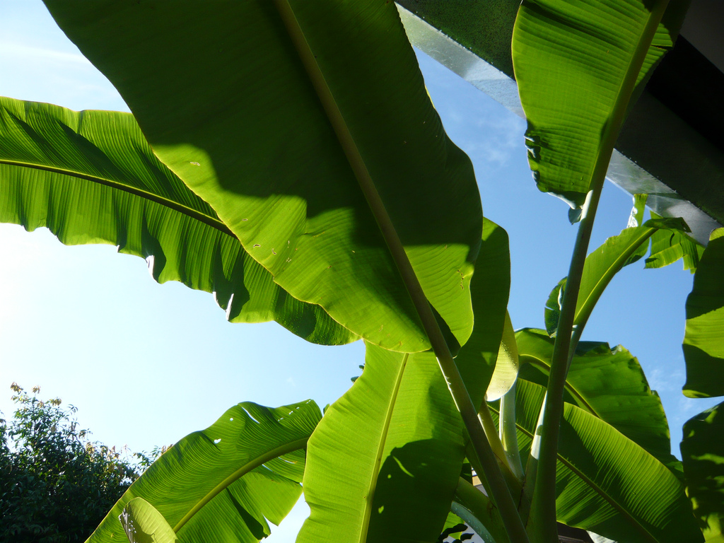 banana-leaves